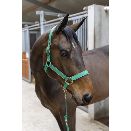 Licol + longe Hansy (plusieurs tailles et couleurs)