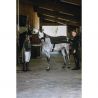 Chauffe-dos Equi-Thème Heated (2 tailles)